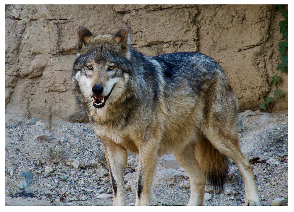 Nature In Class B By Ross Lanius For Gray Wolf FEB-2019.jpg